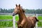 A carefree horse is enjoying a summer day.