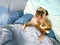 Carefree restful little pug dog lying on blue bedclothes, embracing tiger dolls while having pleasant dreams. Pets with freckles