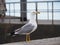 Carefree sea gull