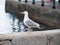 Carefree sea gull