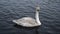 Carefree young swan swim in lake pond and drink clean water closeup 4k