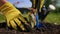 Careful care of gardener for an organically useful plant. Farmer carefully digs purple basil plant from ground with root