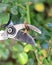 A careful gardener is cutting off, removing a diseased cane, dry stem on a rose bush using sharp pruning shears