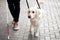 Careful guide dog helping blind man in city
