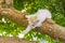 Careful kitten climbing down on tree