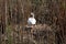Careful looking white swan standing on top of large nest built on side of local lake