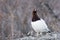 Careful ptarmigan