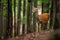 Careful red deer hind looking aside in a summer or autumn forest with trees