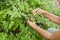 Carefully Holding Bunch Of Ripe Black Raspberries