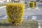 Carefully manicured bush of forsythia on the city street