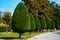 Carefully shot tree forms along a walkway in a city park