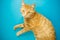 Careless redhead cat isolated on blue background.