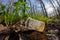 A carelessly throw away plastic bottle nestled in the foliage litters a forest path