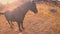 Caress and feed the horse in the evening in summer sunshine in slow motion.