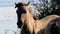 Caressing Konik horses, Bisonbaai, Netherlands