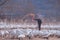 A caretaker is feeding whooper swans