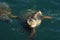 Caretta caretta, sea turtle in harbor of Argostoli, Kefalonia, Ionian Islands, Greece