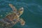 Caretta caretta, seaturtle in harbor of Argostoli, Kefalonia, Ionian Islands, Greece