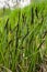 Carex acuta - found growing on the margins of rivers and lakes in the Palaearctic terrestrial ecoregions in beds of wet, alkaline