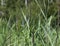 Carex acutiformis, the lesser pond-sedge