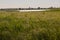 Carex acutiformis. Lesser pond-sedge. Jonquils. Wild rare natura 2000 habitat with carex acutiformis. Acute sedge