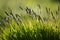 Carex cespitosa. Young green Sedges. Flowering fluffy black spikelets of sedge