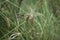 Carex flacca grass in bloom