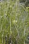 Carex grayi with green foliage