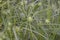 Carex grayi with green foliage