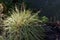 Carex hachijoensis or variegated japanese sedge plant