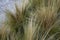 Carex, ornamental grass