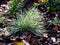 Carex ornithopoda `Variegata`