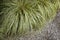 Carex oshimensis grass clumps