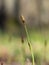 Carex pilosa perennial grass