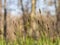 Carex pilosa perennial grass