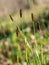 Carex pilosa perennial grass