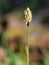 Carex pilosa perennial grass