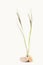 Carex scirpoidea - Single Spike Sedge