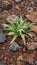 Carex siderosticta plants grow among the rocks