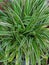 Carex siderosticta variegata on the garden shoot in details