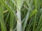 Carex is a vast genus of grass like plants in the family Cyperaceae