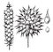 Carex vintage illustration