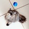 carey persian cat playing with blue ball