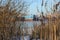 Cargo ships at the port during winter mooring, view from the shore through reed beds in a winter landscape