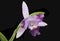 Cariad`s Mini-Quinee Angel Kiss Orchid