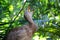 Cariama cristata - Wild Brazilian bird