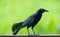 Carib grackle or Greater Antillean blackbird on green