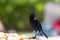 Carib Grackle - Quiscalus Lugubris