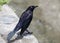 Carib Grackle, Quiscalus lungubris