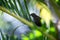 Carib Grackle sitting on palm tree in garden, Trinidad and Tobago, black bird perching on branch, colorful and beautiful backgroun